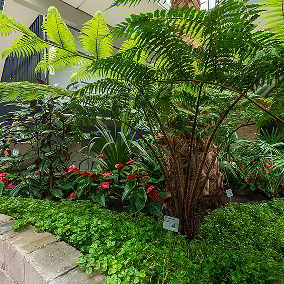 Cyathea Cooperi, Green plants,