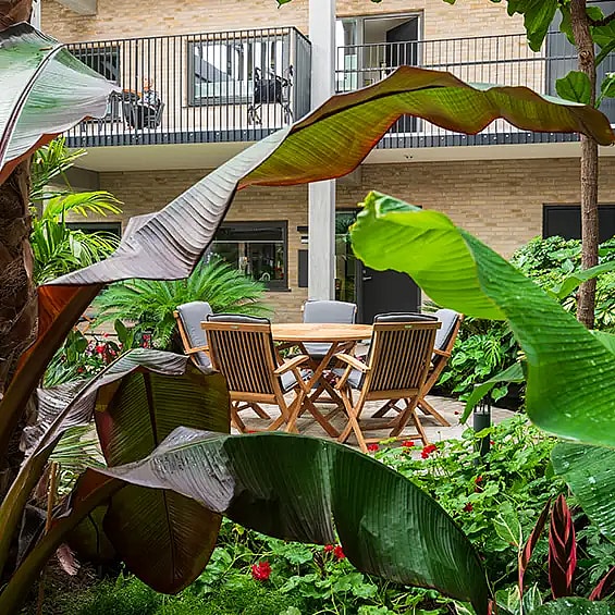 Big green plant,