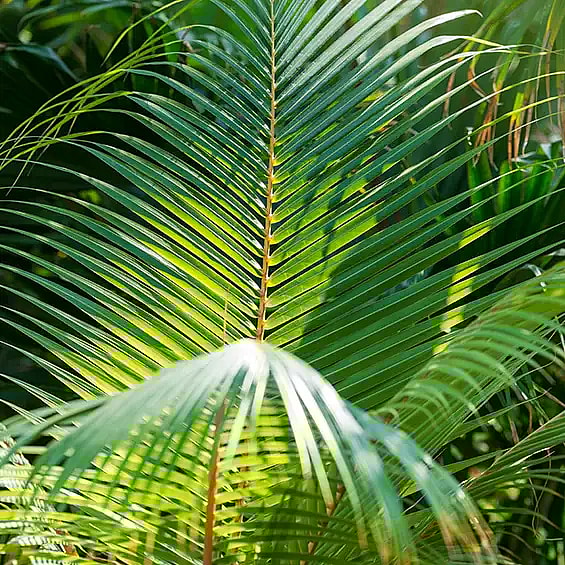 Areca leaf,