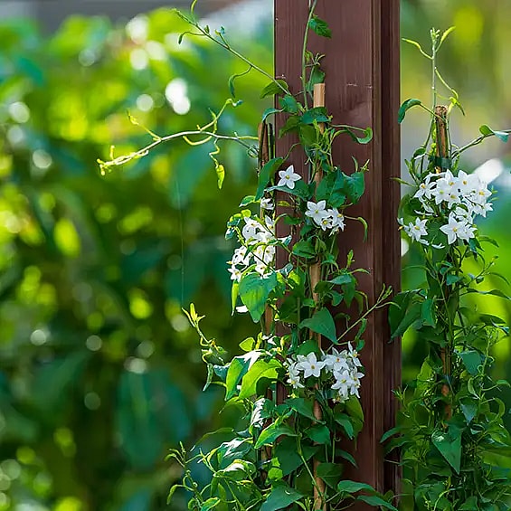 Plant with white flowers,