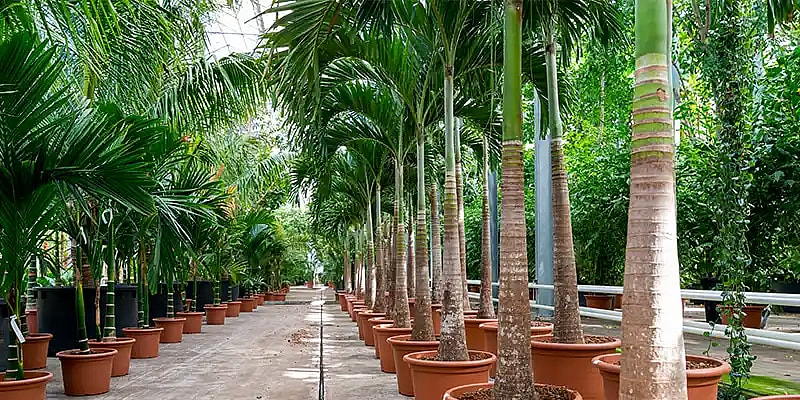 Large plants in greenhouse which are ready for import,