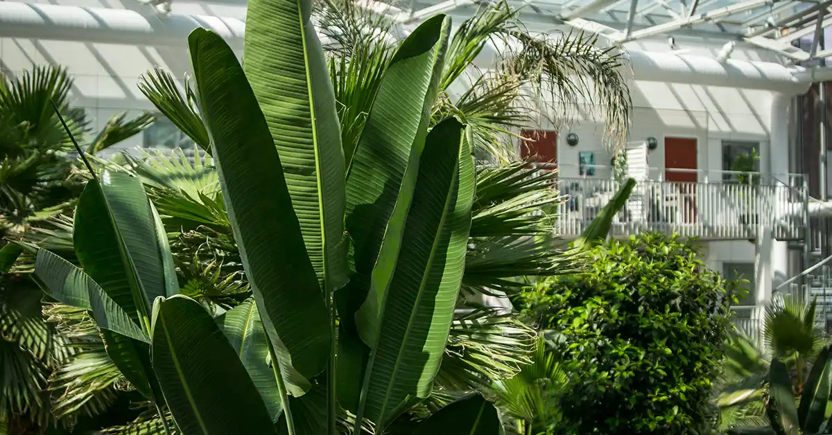 Palmproject Europe, Big palm in vintergarden,
