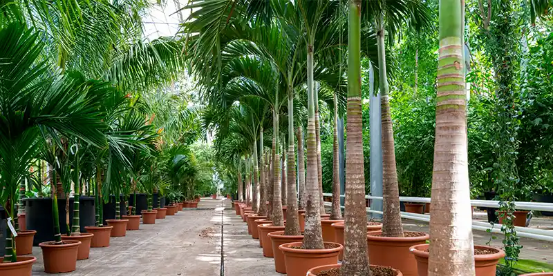 Large plants in greenhouse which are ready for import,