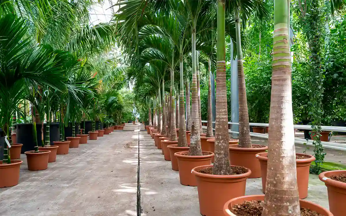 import of large palms,
